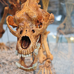 Jaskinia Niedźwiedzia